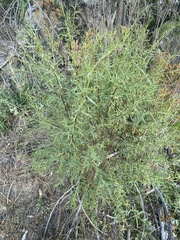 Pimelea neoanglica