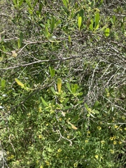 Dodonaea viscosa cuneata