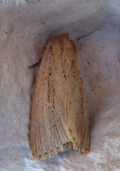 Nonagria typhae
