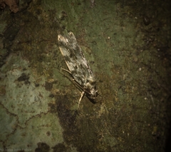 Barea nymphica