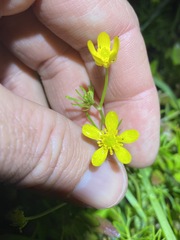 Ranunculus inundatus
