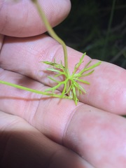 Ranunculus inundatus