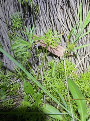 Ranunculus inundatus