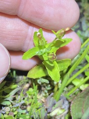Gonocarpus oreophilus