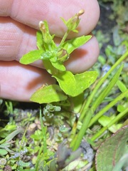 Gonocarpus oreophilus