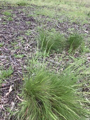 Poa sieberiana