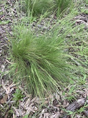 Poa sieberiana