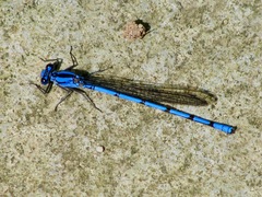 Argia chelata