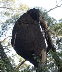 Nasutitermes walkeri