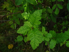 Hedlundia thuringiaca