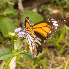 Danaus melanippus hegesippus