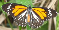 Danaus melanippus hegesippus
