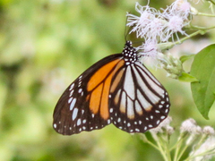 Danaus melanippus hegesippus