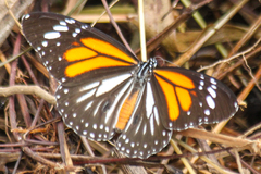 Danaus melanippus hegesippus