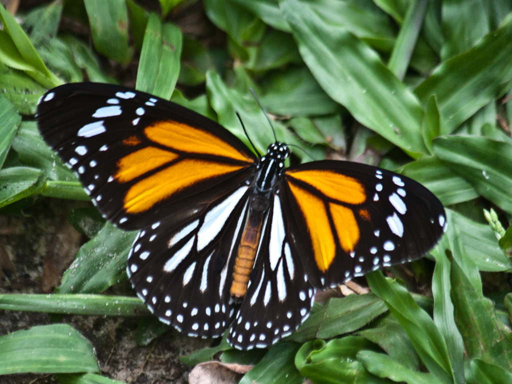 Danaus melanippus
