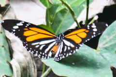 Danaus melanippus hegesippus