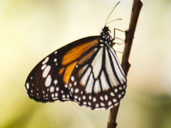 Danaus melanippus hegesippus