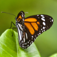 Danaus melanippus hegesippus
