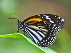 Danaus melanippus hegesippus