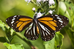 Danaus melanippus hegesippus