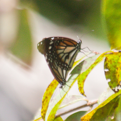 Danaus melanippus hegesippus