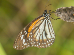 Danaus melanippus hegesippus