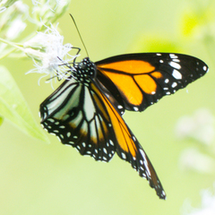 Danaus melanippus hegesippus