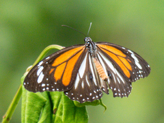 Danaus melanippus hegesippus