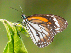 Danaus melanippus hegesippus