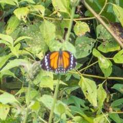 Danaus melanippus hegesippus