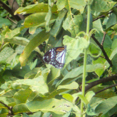 Danaus melanippus hegesippus