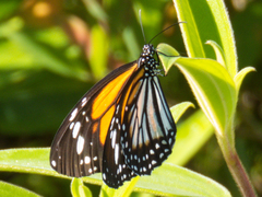 Danaus melanippus hegesippus