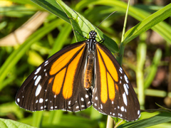 Danaus melanippus hegesippus