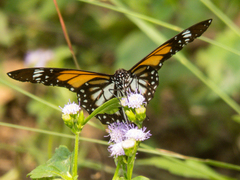 Danaus melanippus hegesippus