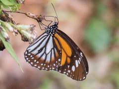 Danaus melanippus hegesippus