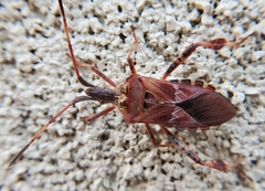 Leptoglossus occidentalis