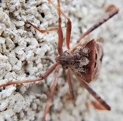 Leptoglossus occidentalis