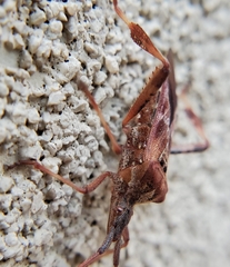 Leptoglossus occidentalis