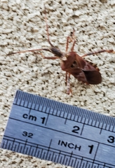 Leptoglossus occidentalis