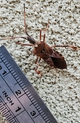 Leptoglossus occidentalis