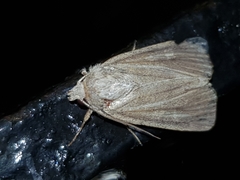 Xestia xanthographa