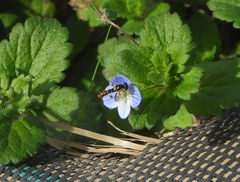 Sphaerophoria rueppellii