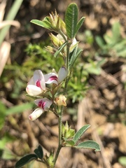 Lespedeza daurica
