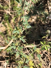 Lespedeza daurica