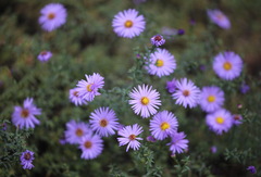 Aster tongolensis