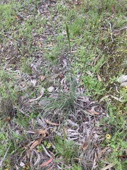 Austrostipa densiflora
