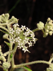 Astrotricha floccosa