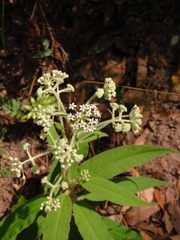 Astrotricha floccosa