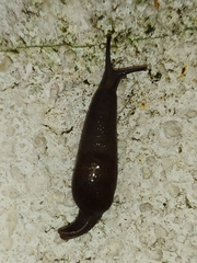 Ostracolethinae
