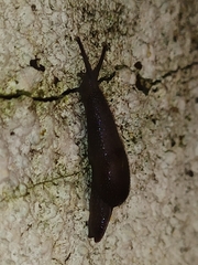 Ostracolethinae